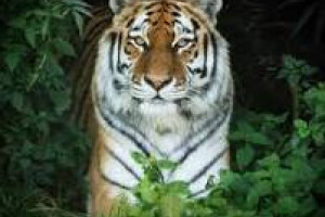 Glorious Trade      OÜ Ehitusalane nõustamine