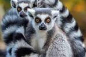 Glorious Trade      OÜ Ehitusalane nõustamine