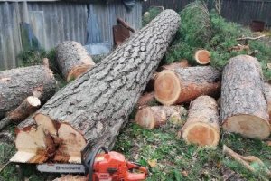 BELCORP OÜ BELCORP, ohtlike puude eemaldamine, ohtlike puude eemaldus, ohtlike puude langetamine