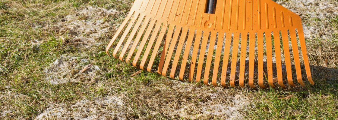 Muruhallitus, hallitus murul, muru hallitus, hallitusseened murul, hallitusseen, hallitus, muruhallituse ennetus, muruhallituse tõrjumine