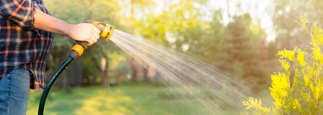 taimede kastmine, kuna kasta taimi, millal kasta taimi, hommikune taimede kastmine