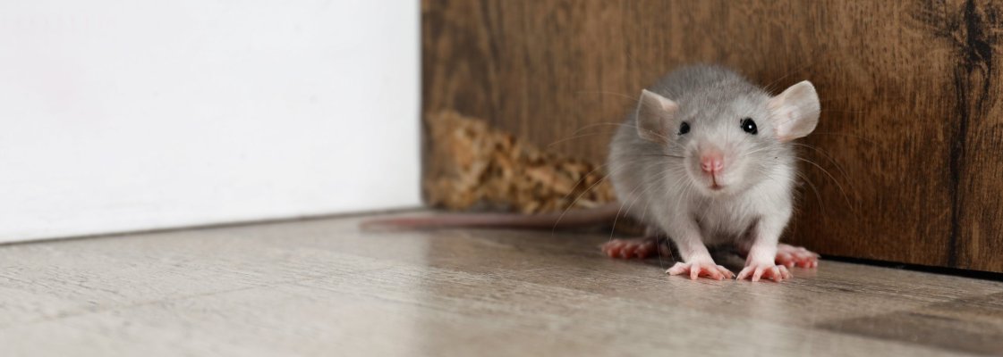 hiirte tõrjumine, hiirete peletamine, kuidas tõrjuda hiiri, kuidas peletada hiiri, kahjurite tõrje