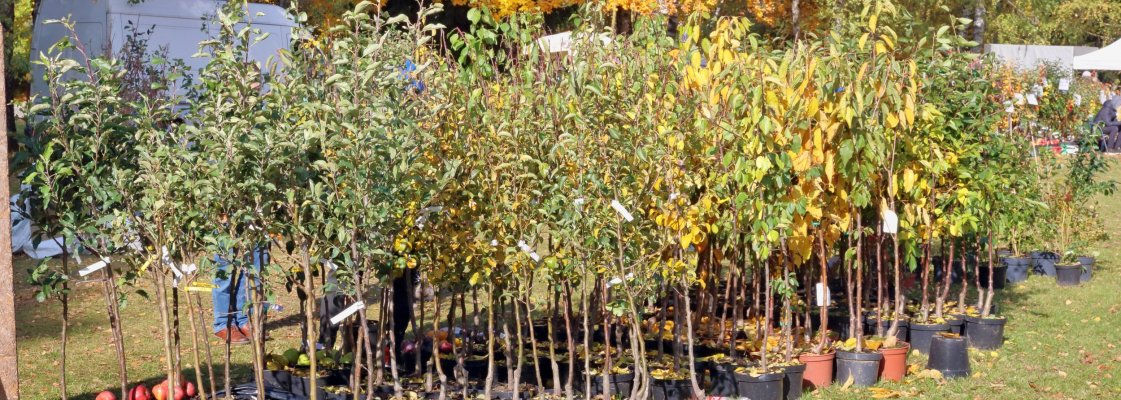 puu istutamine, milline puu aeda valida, kuidas valida puid, viljapuud, koduaia puud, puude istutamine, arborist