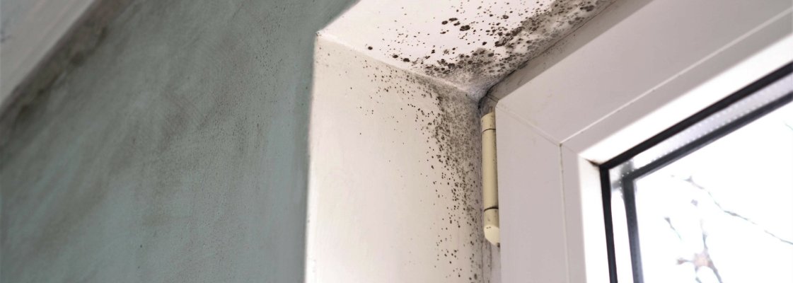 Hallitus kodus, hallitus, hallitusetõrje, kuidas ennetada hallitust