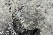 IMG_8852.jpeg