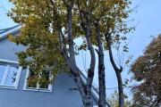 IMG_2795.jpeg