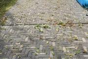IMG_6795.jpeg