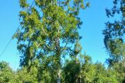 20260729_094109.jpg
