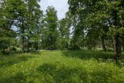 park1.jpg