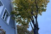IMG_2794.jpeg