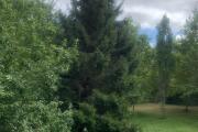 IMG_8421.jpeg