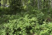 IMG_1576.jpeg