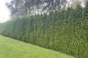 IMG_8932.jpeg