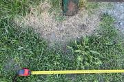 IMG_7590.jpeg