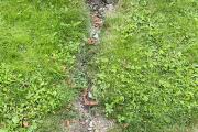 IMG_8485.JPEG