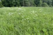 IMG_7669.jpeg