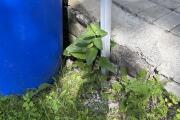 IMG_6474.jpeg