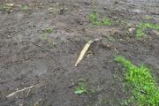 IMG_2346.jpeg