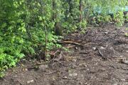 IMG_2351.jpeg
