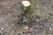 IMG_7503 2.jpeg