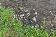 IMG_2347.jpeg