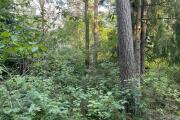 IMG_5762.JPG