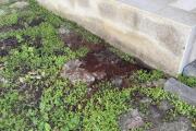 IMG_0977.jpeg