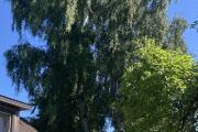 IMG_2021.jpeg