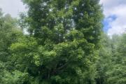 IMG_8423.jpeg