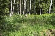 IMG_1575.jpeg