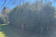 IMG_9382.jpeg