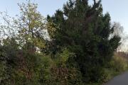 IMG_6141.jpeg
