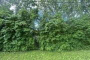 IMG_4942.jpeg