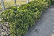 Hekk madal 6m pikk.jpg