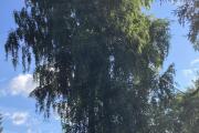 IMG_2103.jpeg