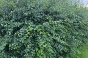 IMG_6197.jpeg