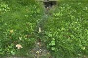 IMG_8764.JPEG