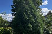 IMG_5668.jpeg
