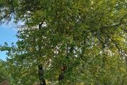 IMG_20261011_115717.jpg