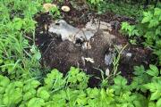IMG_1506.jpeg