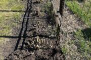 IMG_4325.jpeg