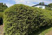 IMG_4384.jpeg