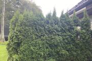 IMG_8931.jpeg