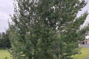 IMG_1688.jpeg