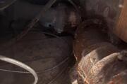 IMG_1700.jpeg