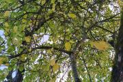 IMG_20261011_115727.jpg