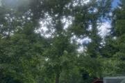 IMG_8422.jpeg