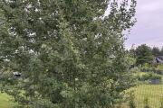 IMG_1689.jpeg