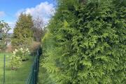 IMG_4137.jpeg