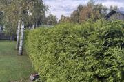 IMG_1055.jpeg